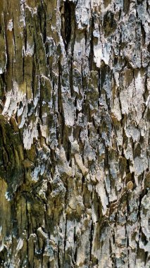 Okaliptüs ağacı gövdesi kabuk dokusunun yakın dokusu. Doğal soyut