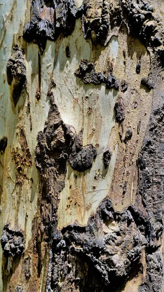 Zamknij Teksturę Eucalyptus Drzewa Pnia Tekstury Kory Tła Naturalny Abstrakt — Zdjęcie stockowe
