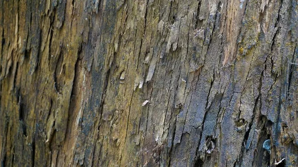 Närbild Struktur Eucalyptus Träd Stam Bark Textur Bakgrund Naturligt Abstrakt — Stockfoto