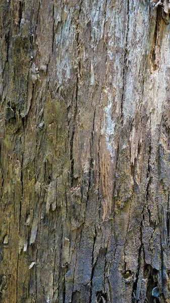 Närbild Struktur Eucalyptus Träd Stam Bark Textur Bakgrund Naturligt Abstrakt — Stockfoto