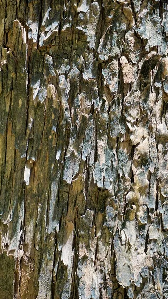 Zamknij Teksturę Eucalyptus Drzewa Pnia Tekstury Kory Tła Naturalny Abstrakt — Zdjęcie stockowe