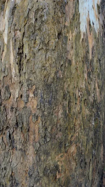 Gros Plan Sur Texture Écorce Tronc Eucalyptus Contexte Résumé Naturel — Photo