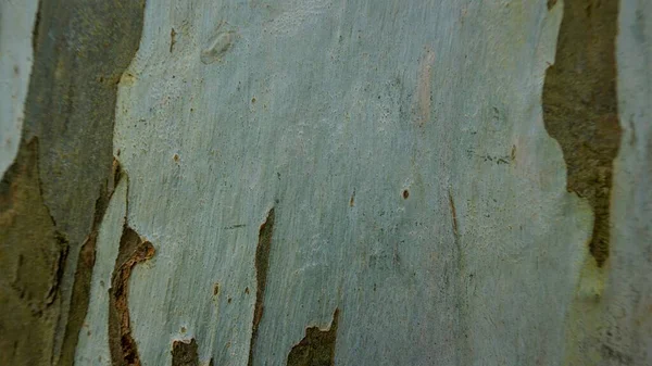 유칼립투스 껍질의 감촉을 클로즈업 자연적 — 스톡 사진
