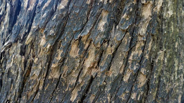 Close Textura Árvore Eucalipto Tronco Casca Textura Fundo Abstrato Natural — Fotografia de Stock