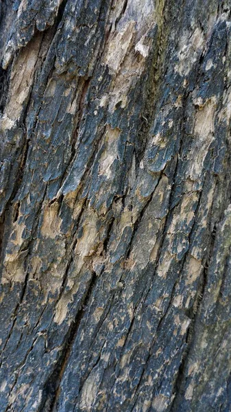 Närbild Struktur Eucalyptus Träd Stam Bark Textur Bakgrund Naturligt Abstrakt — Stockfoto