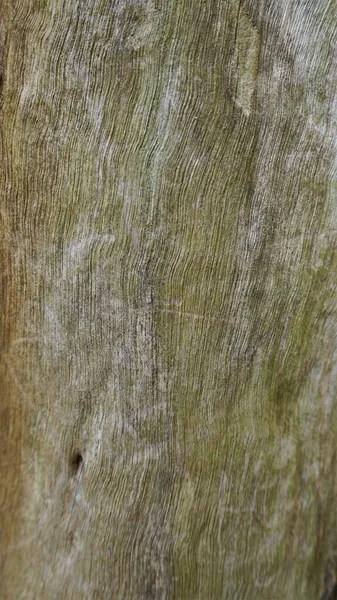 Närbild Struktur Eucalyptus Träd Stam Bark Textur Bakgrund Naturligt Abstrakt — Stockfoto