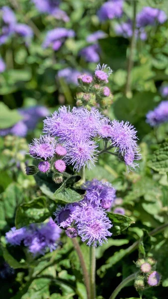 Bellissimi Fiori Ageratum Houstonianum Noto Anche Come Bluemink Ageratum Messicano — Foto Stock