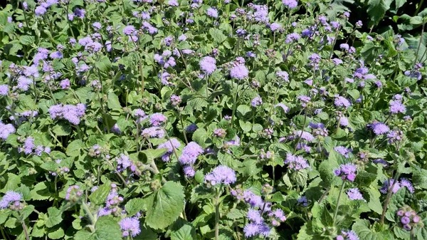 Lindas Flores Ageratum Houstonianum Também Conhecido Como Bluemink Ageratum Mexicano — Fotografia de Stock