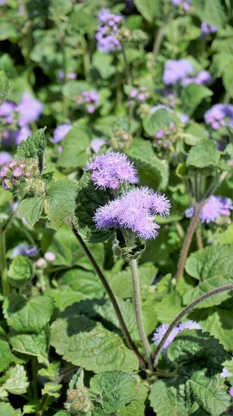 Bellissimi Fiori Ageratum Houstonianum Noto Anche Come Bluemink Ageratum Messicano — Foto Stock