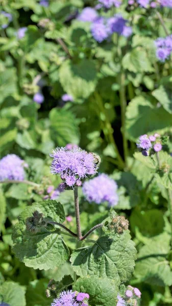 Hermosas Flores Ageratum Houstonianum También Conocidas Como Bluemink Ageratum Mexicano — Foto de Stock