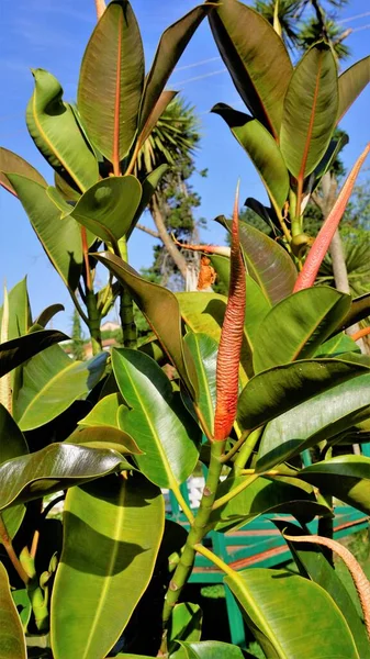 Primer Plano Flores Florecientes Ficus Elástico También Conocido Como India —  Fotos de Stock