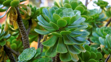 Ağaç aeonyum, aenyum, İrlanda gülü, Houseleek veya Kara Prens olarak da bilinen güzel Aeonium arboreum 'a yakın çekim. Doğal desenli çiçek.
