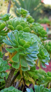 Ağaç aeonyum, aenyum, İrlanda gülü, Houseleek veya Kara Prens olarak da bilinen güzel Aeonium arboreum 'a yakın çekim. Doğal desenli çiçek.