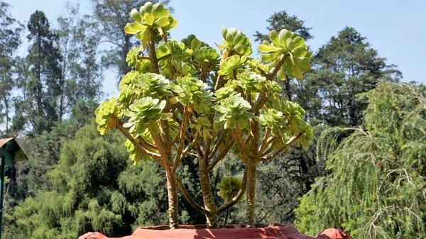 Closeup Bela Aeonium Arboreum Também Conhecido Como Aeonium Árvore Aenium — Fotografia de Stock