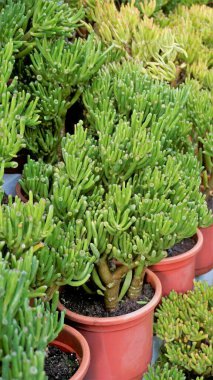 Güzel egzotik nadir bulunan crassula ovata gollum Finger Yeşim Bitkisi bir kreş bahçesinden. Süslü ve dekoratif bir bitki..