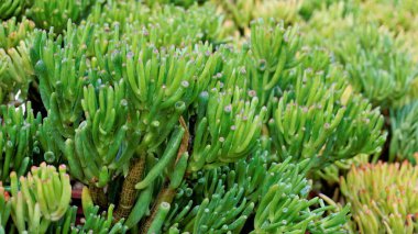 Güzel egzotik nadir bulunan crassula ovata gollum Finger Yeşim Bitkisi bir kreş bahçesinden. Süslü ve dekoratif bir bitki..