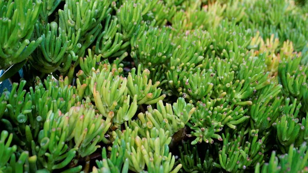 Bela Planta Exótica Rara Crassula Ovata Gollum Finger Jade Jardim — Fotografia de Stock