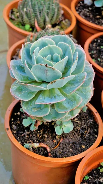 Beautiful indoor nursery plant Echeveria secunda also known as Old Hens and Chicks and blue Echeveria in pot. Beautiful ornamental and decorative plant.