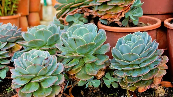 Beautiful indoor nursery plant Echeveria secunda also known as Old Hens and Chicks and blue Echeveria in pot. Beautiful ornamental and decorative plant.