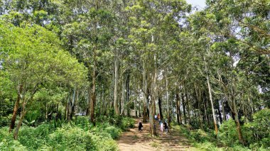Ooty, Tamilnadu, Hindistan-Haziran 04-22: Turistler İğne Kayası manzarası veya intihar noktasının tadını çıkarmak için ooty içinde yürüyüş yapıyorlar. Sis, doğal orman ve dağ manzarasıyla kaplı en iyi yürüyüş yeri..