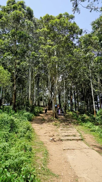 Ooty Tamilnadu India Juni 2022 Toeristen Wandelen Ooty Genieten Van — Stockfoto