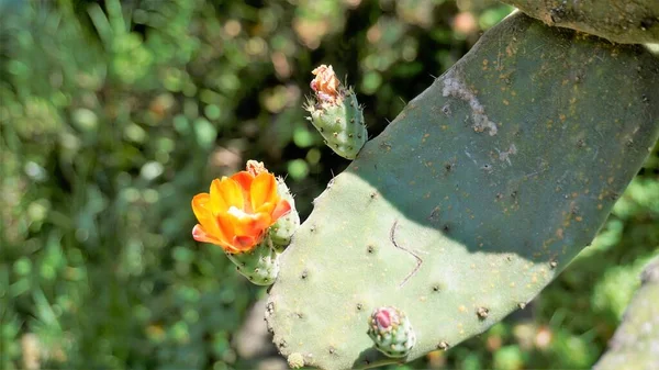 Bela Flor Closeup Planta Opuntia Tomentosa Também Conhecido Como Veludo — Fotografia de Stock