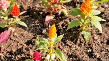 Celosia argentea 'nın güzel fidanları kuş tüyü ya da gümüş horoz tüyü tarak ya da çocuk bahçesinden gelen zararlı ot olarak da bilinir. Renkli çiçek arkaplanı.