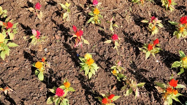 Beautiful Saplings Celosia Argentea Also Known Plumed Cockscomb Silver Cocks — Foto de Stock