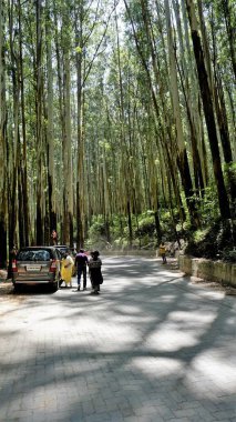 Ooty, Tamilnadu, Hindistan-Haziran 04-22: Gudalur 'dan Ooty yoluna geçen turistler Okaliptüs ormanının tadını çıkarıyorlar. Kağıt endüstrisinde yaygın olarak kullanılan ağaçlar.