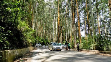 Ooty, Tamilnadu, Hindistan-Haziran 04-22: Gudalur 'dan Ooty yoluna geçen turistler Okaliptüs ormanının tadını çıkarıyorlar. Kağıt endüstrisinde yaygın olarak kullanılan ağaçlar.