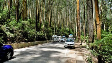 Ooty, Tamilnadu, Hindistan-Haziran 04-22: Gudalur 'dan Ooty yoluna geçen turistler Okaliptüs ormanının tadını çıkarıyorlar. Kağıt endüstrisinde yaygın olarak kullanılan ağaçlar.