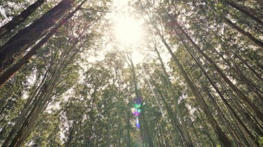 Ormandaki okaliptüs ağaçlarının güzel manzarası ve Gudalur 'dan Ooty yoluna kadar gökyüzünde parlak bir güneş ışığı arka planı. Turistler için inanılmaz doğal bir manzara. Rahatlamak için mükemmel..