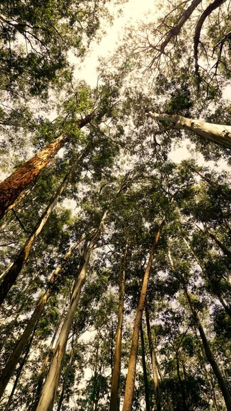 Красивый Вид Эвкалиптовые Деревья Лесу Ярким Солнечным Фоном Небе Гудалуре — стоковое фото