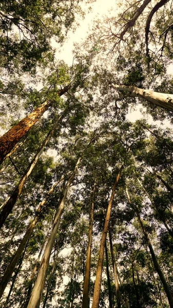 Beautiful Ant View Eucalyptus Trees Forest Bright Sunlight Background Sky — Foto Stock