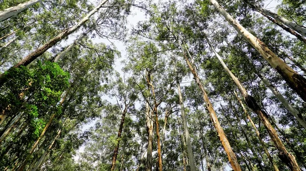 Prachtig Uitzicht Eucalyptus Bomen Het Bos Met Heldere Lucht Achtergrond — Stockfoto