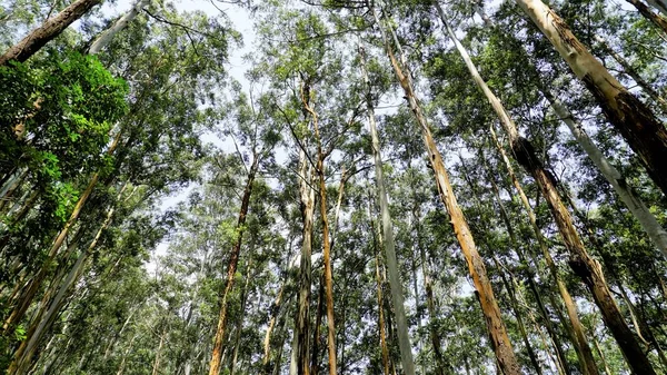 Prachtig Uitzicht Eucalyptus Bomen Het Bos Met Heldere Lucht Achtergrond — Stockfoto