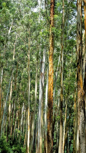 Prachtige Natuurlijke Bossen Patroon Gevormd Door Eucalyptus Bomen Het Bos — Stockfoto