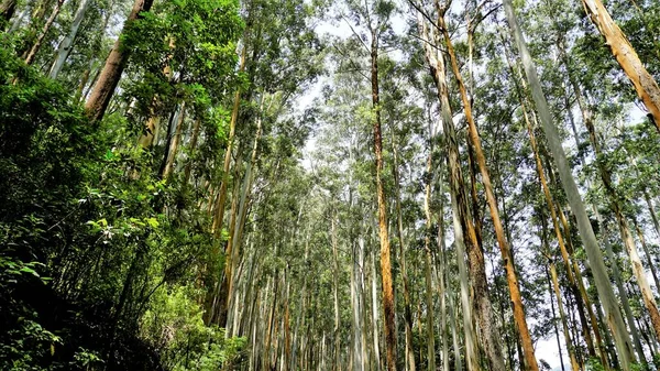 Hermoso Patrón Maderas Naturales Formado Por Árboles Eucalipto Bosque Gudalur —  Fotos de Stock