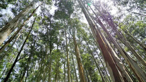 Hermoso Patrón Maderas Naturales Formado Por Árboles Eucalipto Bosque Gudalur — Foto de Stock