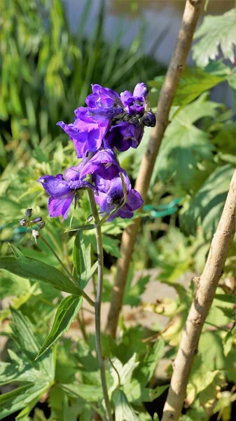 Closeup Beautiful Flowers Delphinium Elatum Also Known Alpine Delphinium Candle — Stock Photo, Image