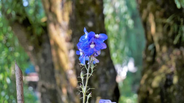 Closeup Beautiful Flowers Delphinium Elatum Also Known Alpine Delphinium Candle — Foto de Stock