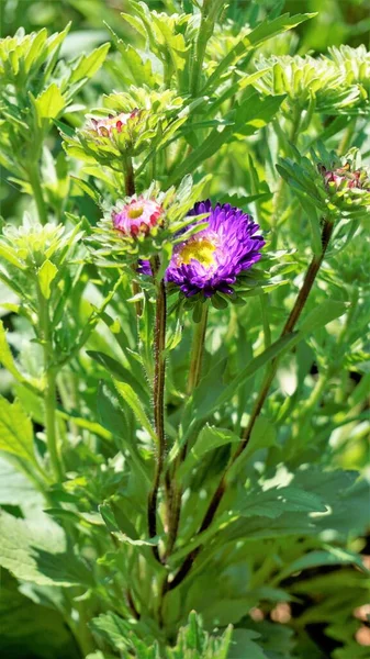 Bellissimo Callistephus Chinensis Noto Anche Come Porcellana Annuale Crego Aster — Foto Stock