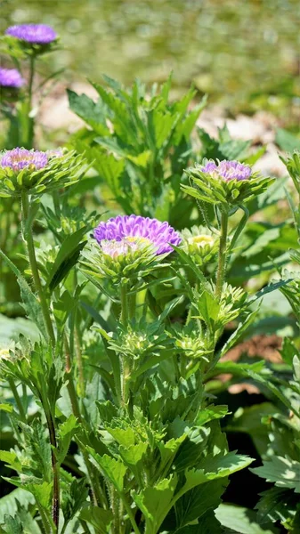 Bellissimo Callistephus Chinensis Noto Anche Come Porcellana Annuale Crego Aster — Foto Stock