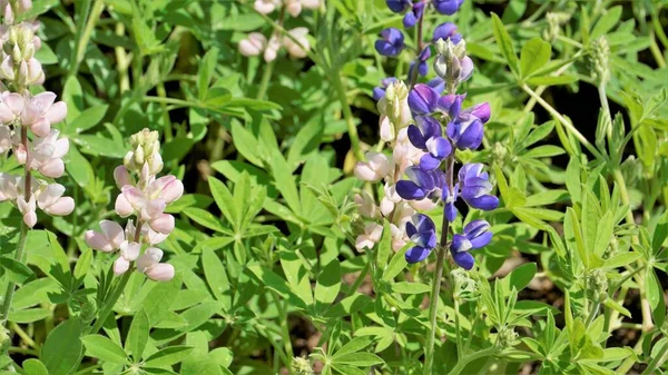 Beautiful Lupine Flower Green Background Also Known Lupinus Texensis Albus — Fotografia de Stock