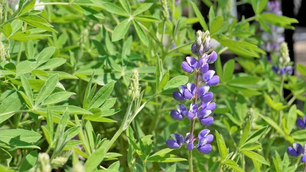 Beautiful Lupine Flower Green Background Also Known Lupinus Texensis Albus — Fotografia de Stock