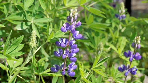Beautiful Lupine Flower Green Background Also Known Lupinus Texensis Albus — 스톡 사진