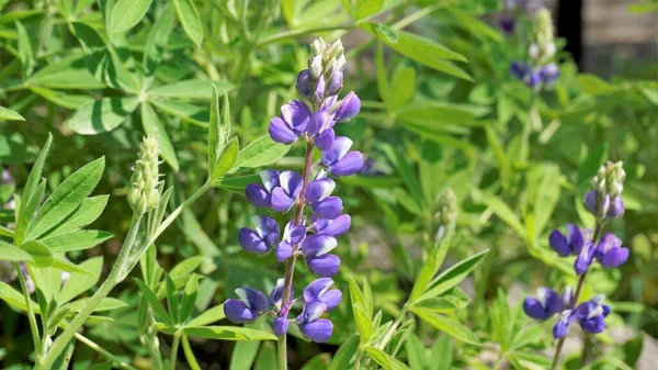 Beautiful Lupine Flower Green Background Also Known Lupinus Texensis Albus — Fotografia de Stock