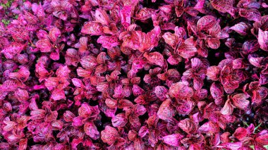 Iresine bitkisinin arka planında bulunan güzel kırmızı yapraklar ayrıca bitki kanı, kan yaprağı, biftek, tavuk taşlığı olarak da bilinir. Ooty Botanik Bahçesinde görüldü.