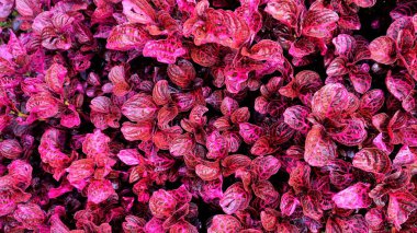 Iresine bitkisinin arka planında bulunan güzel kırmızı yapraklar ayrıca bitki kanı, kan yaprağı, biftek, tavuk taşlığı olarak da bilinir. Ooty Botanik Bahçesinde görüldü.