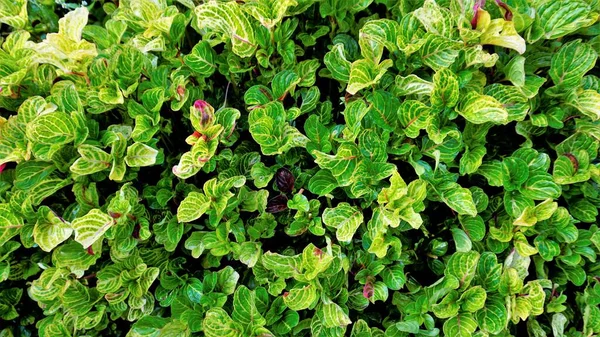 Gyönyörű Zöld Színű Levelek Háttér Iresine Herbstii Néven Ismert Gyógynövény — Stock Fotó